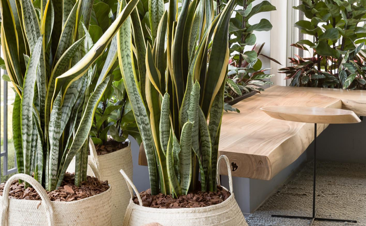 lança de são jorge feng shui