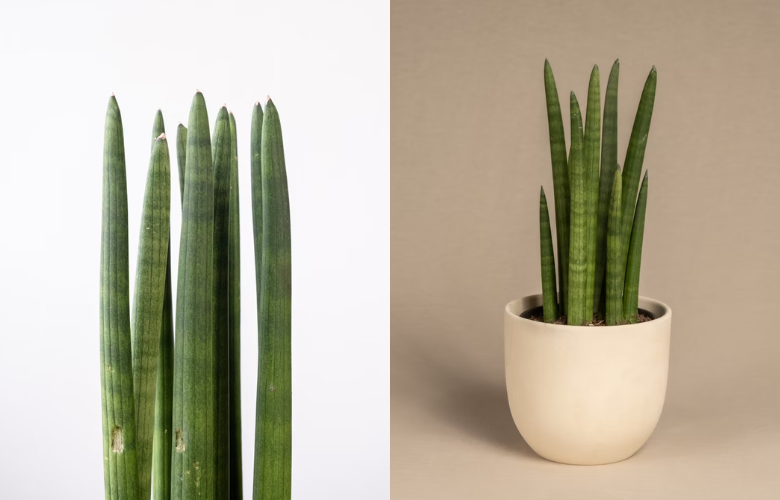 lança de são jorge entrada casa