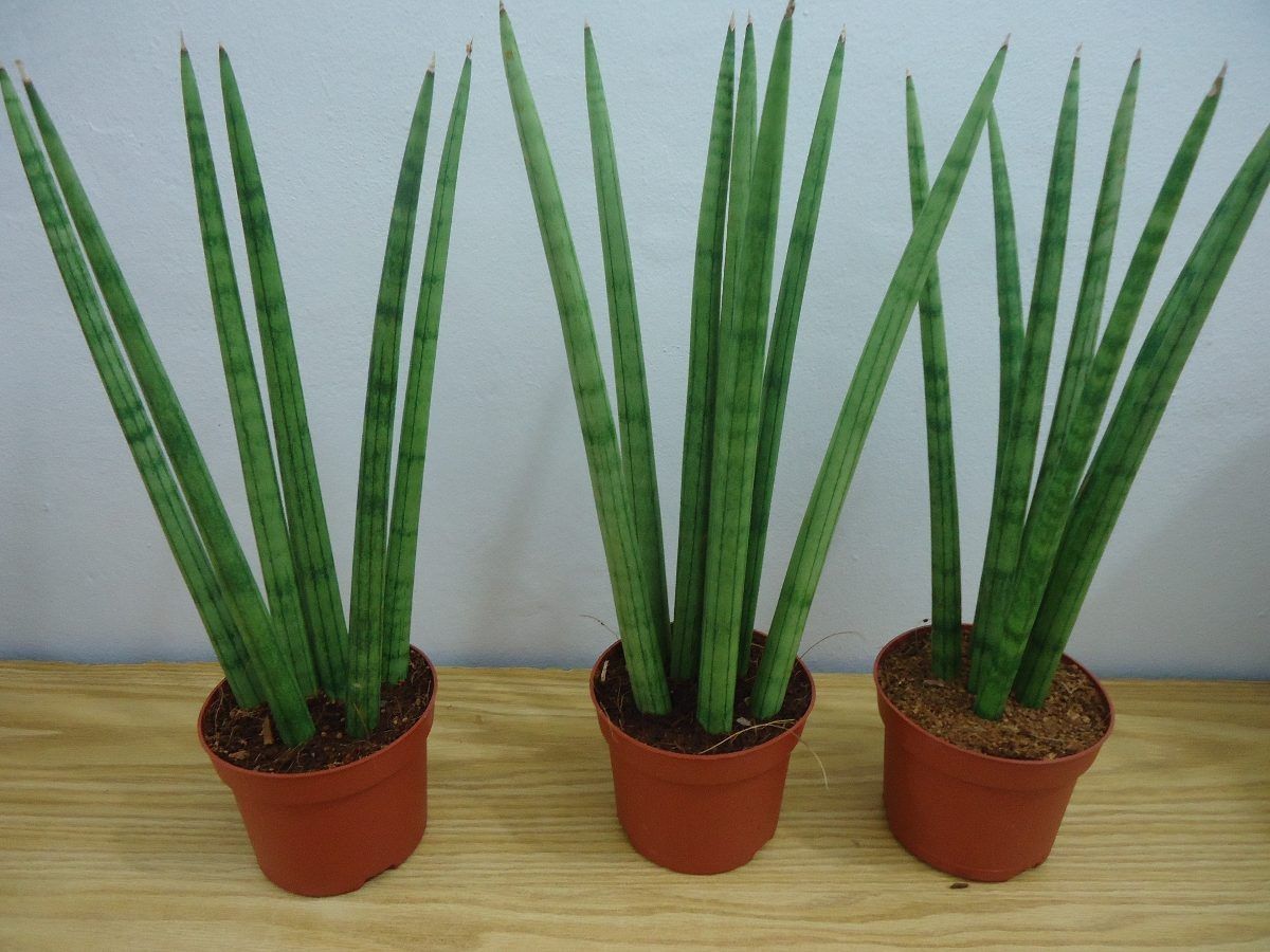 lança de são jorge sala de estar