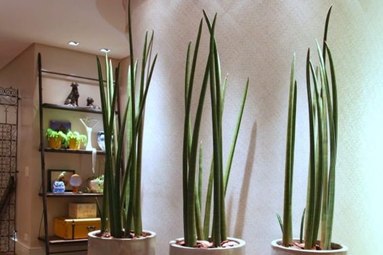 lança de são jorge significado espiritual