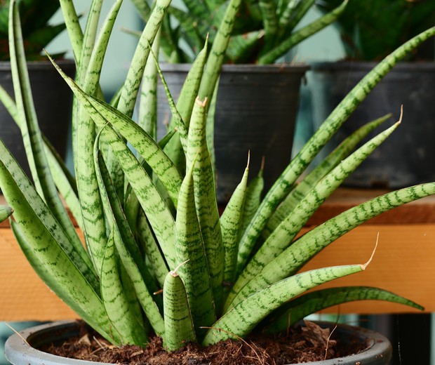 lança de são jorge purifica o ar