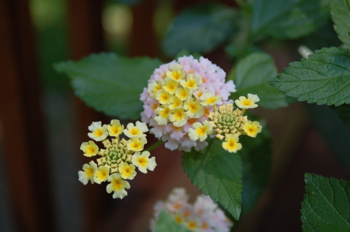 lantana é perigosa