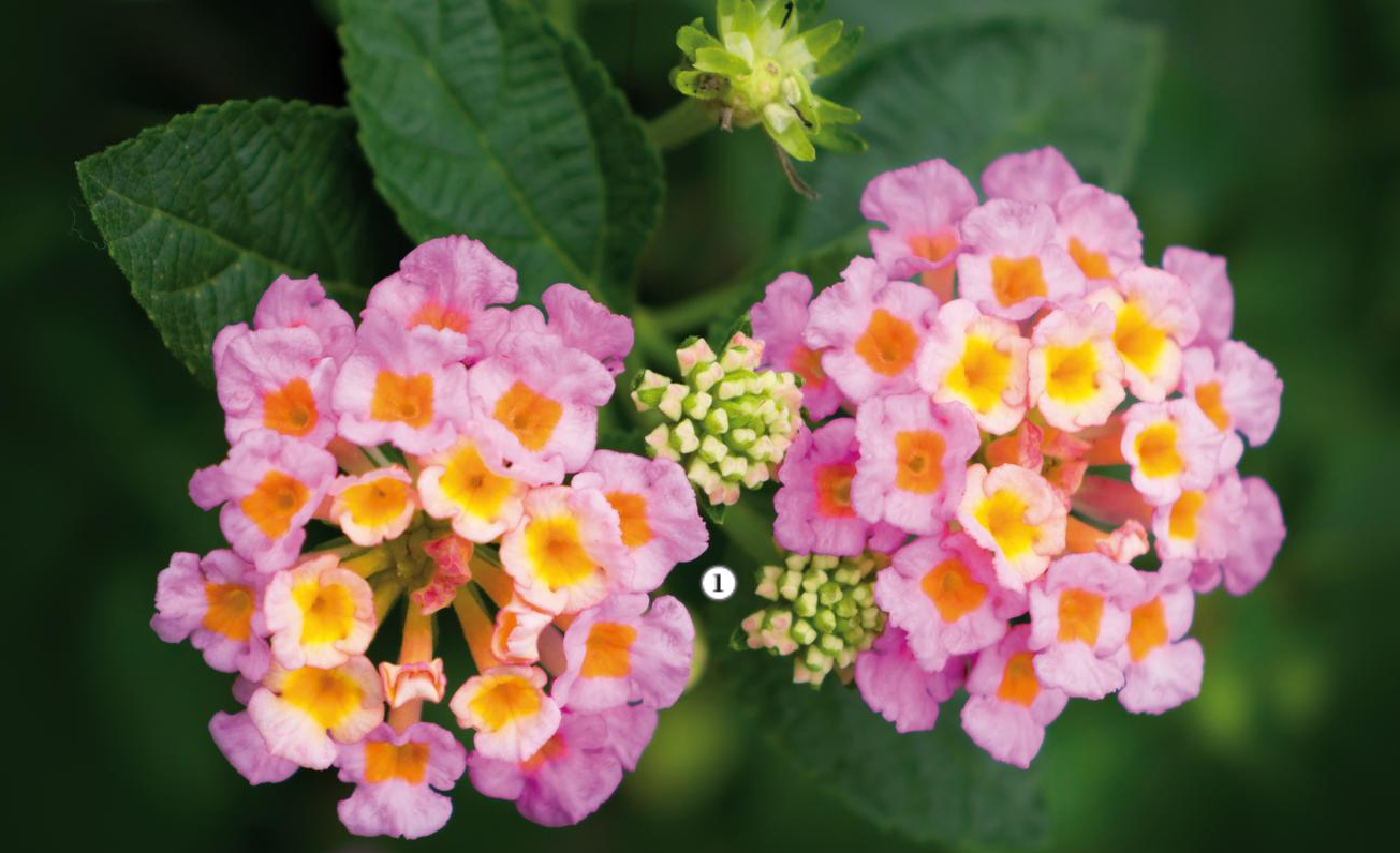 flores de lantana são tóxicas