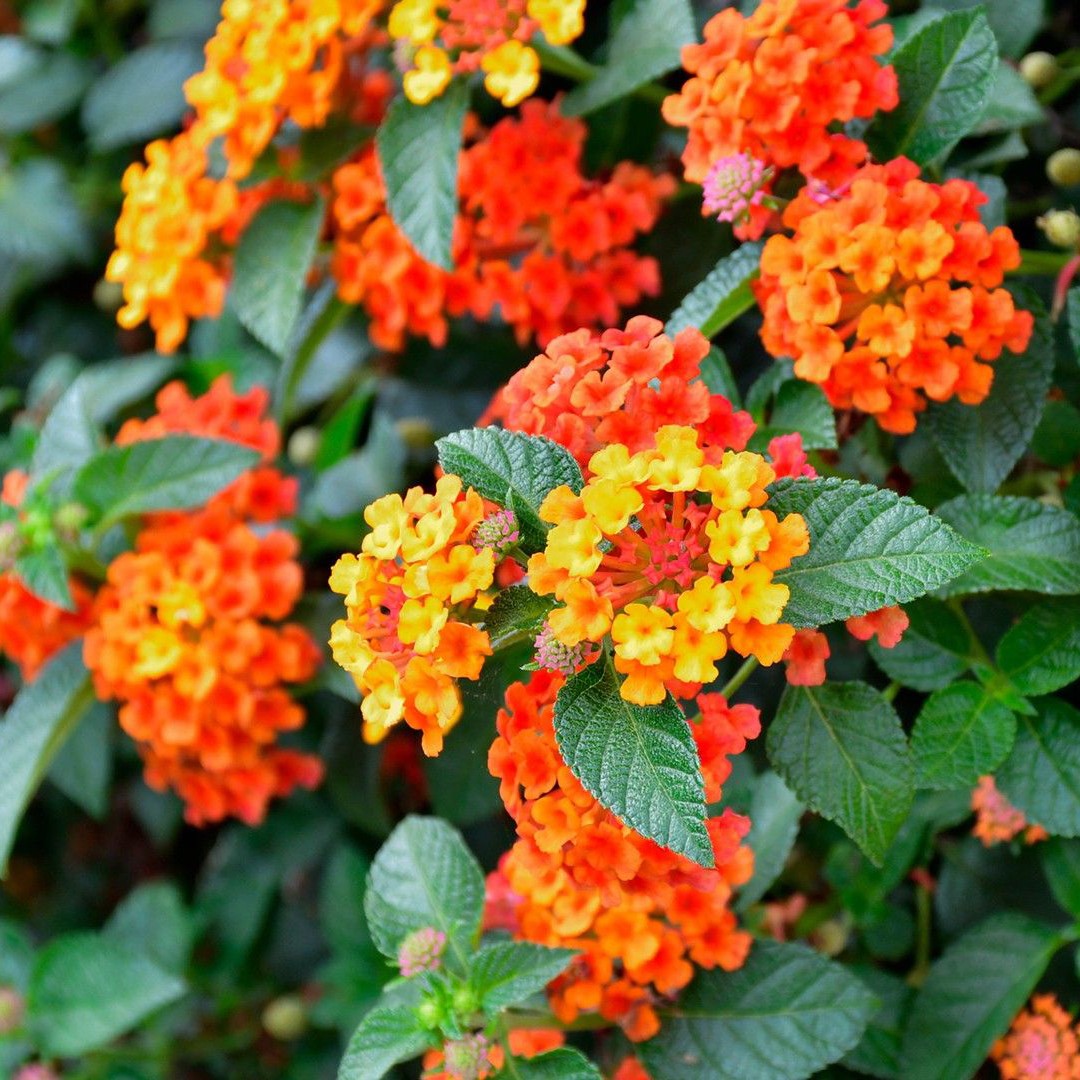 frutos de lantana são venenosos