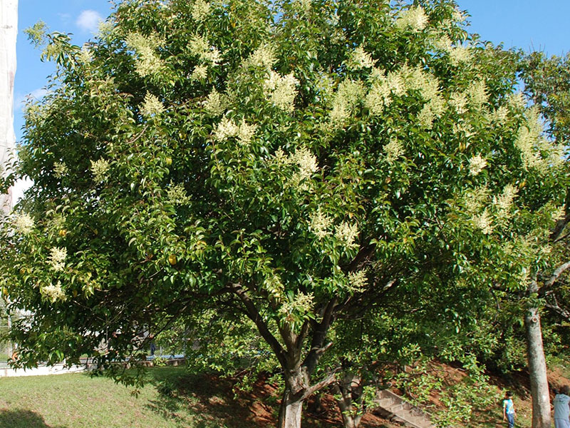Ligustro para cerca viva