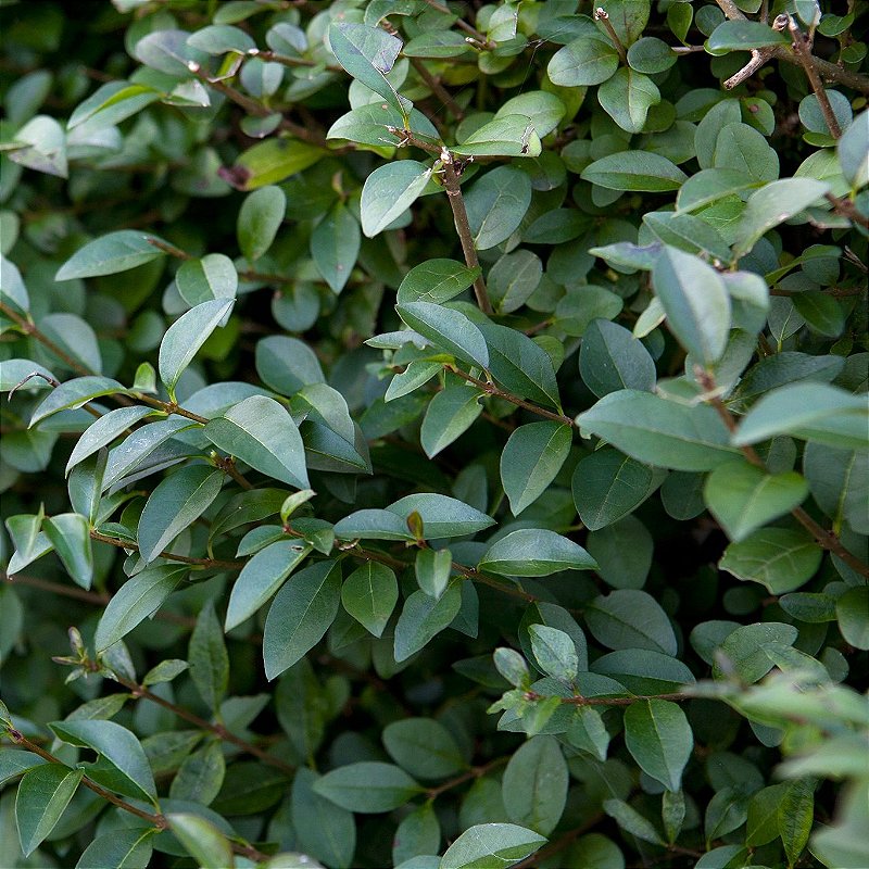 Ligustro de sol pleno