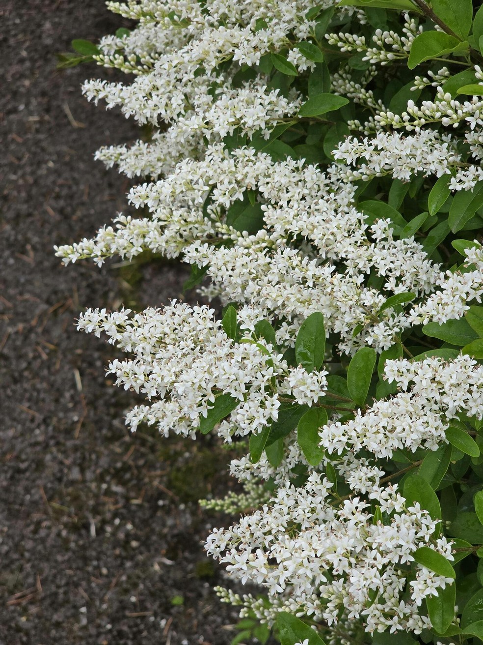 Ligustro de meia sombra