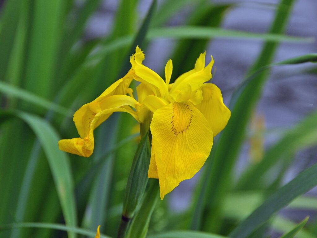 significado espiritual do lírio amarelo