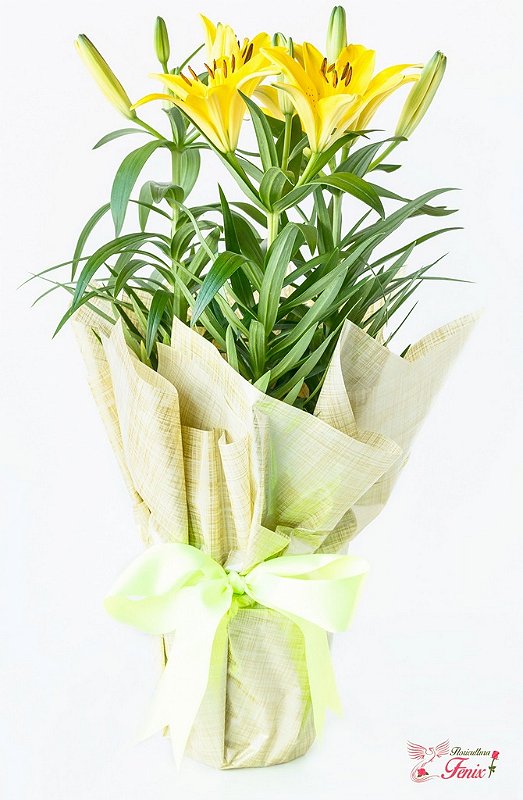 preço lírio amarelo para presente