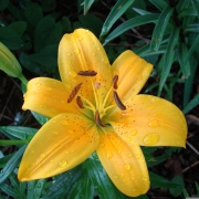 significado espiritual do lírio amarelo