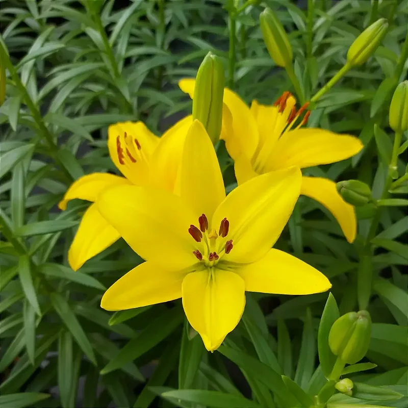 erros comuns ao cuidar de lírios amarelos