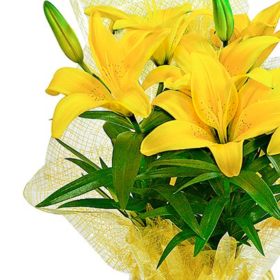 Hemerocallis flava