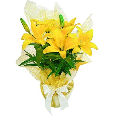 como plantar bulbos de lírio amarelo em casa