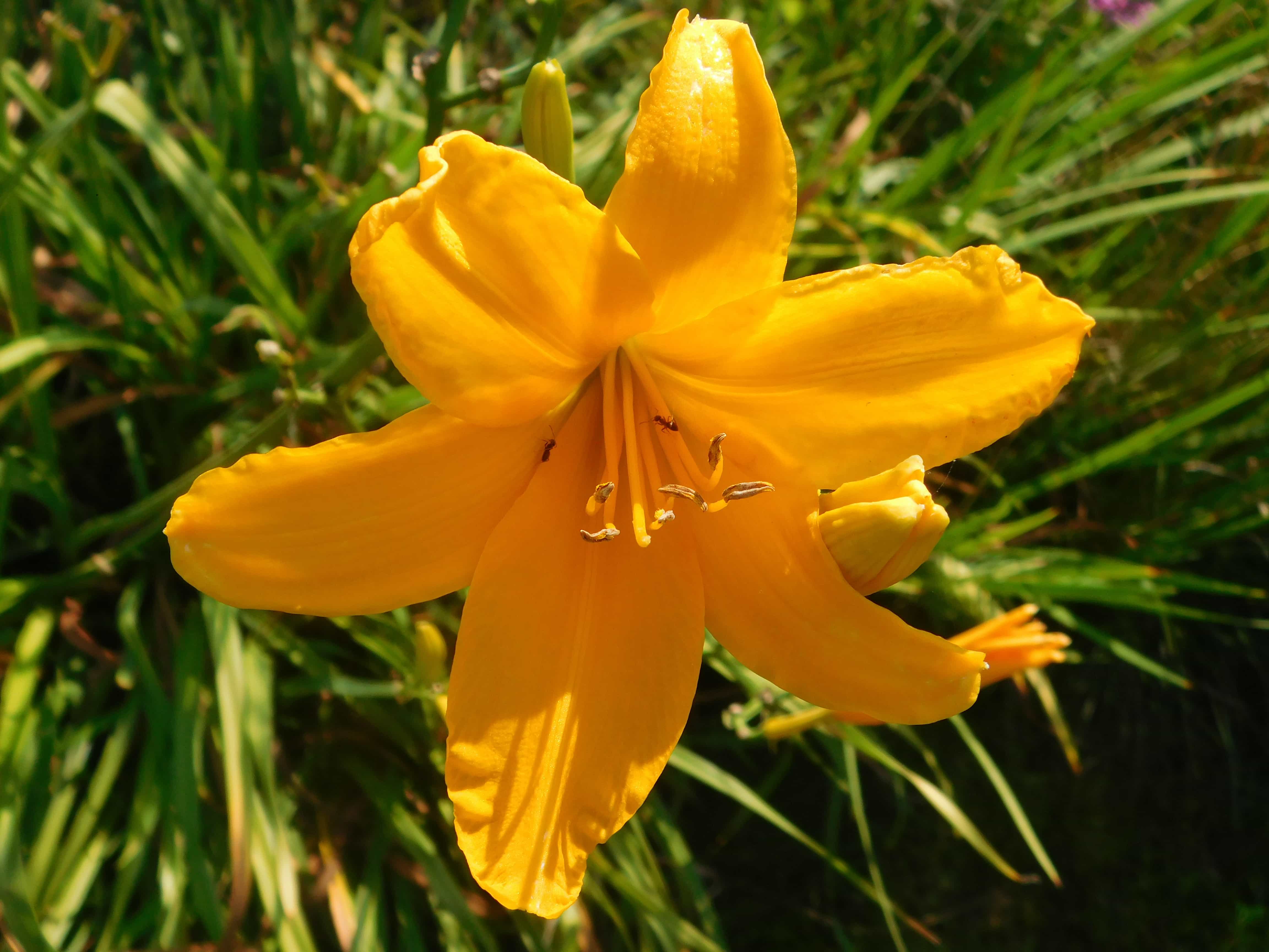 lírio amarelo vs lírio branco qual escolher