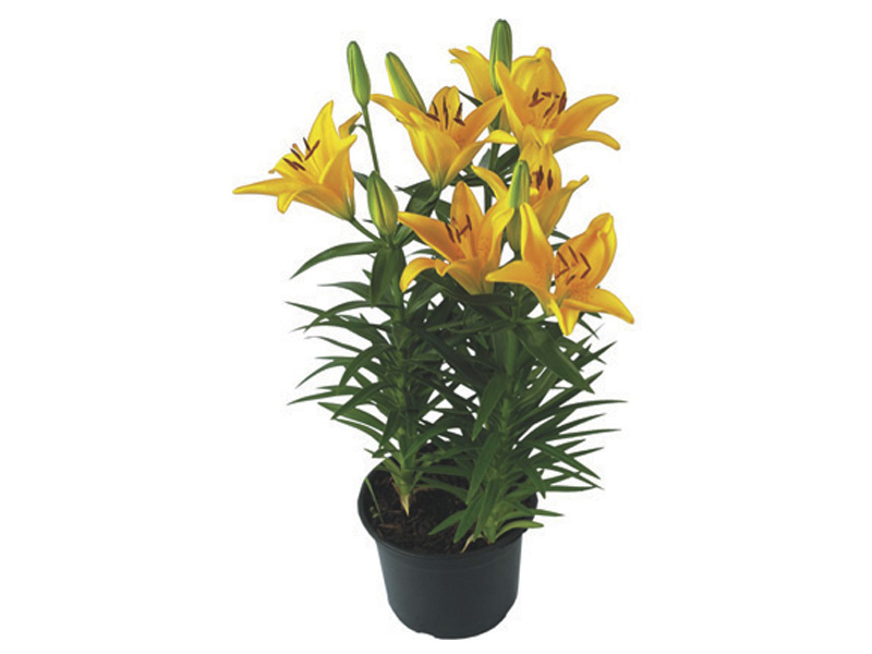 preço lírio amarelo para presente