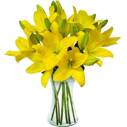 erros comuns ao cuidar de lírios amarelos