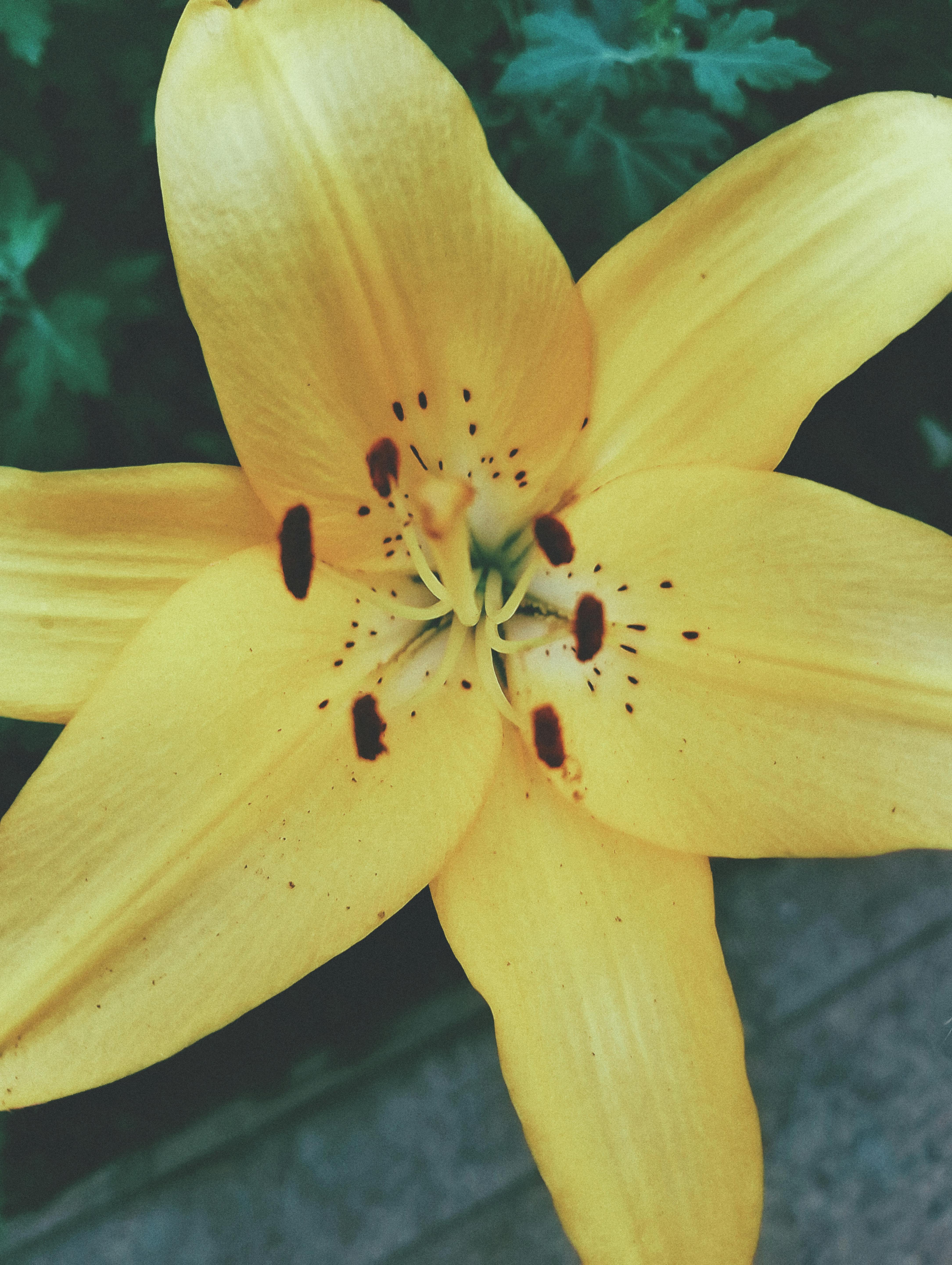 lírio amarelo vs lírio branco qual escolher