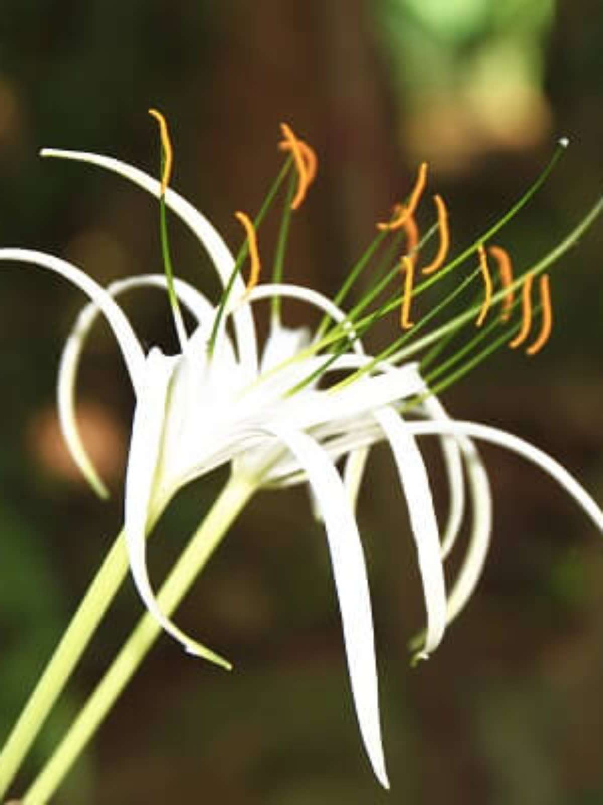 melhores épocas para plantar lírio aranha