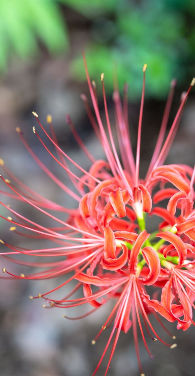 Onde comprar lírio aranha vermelho