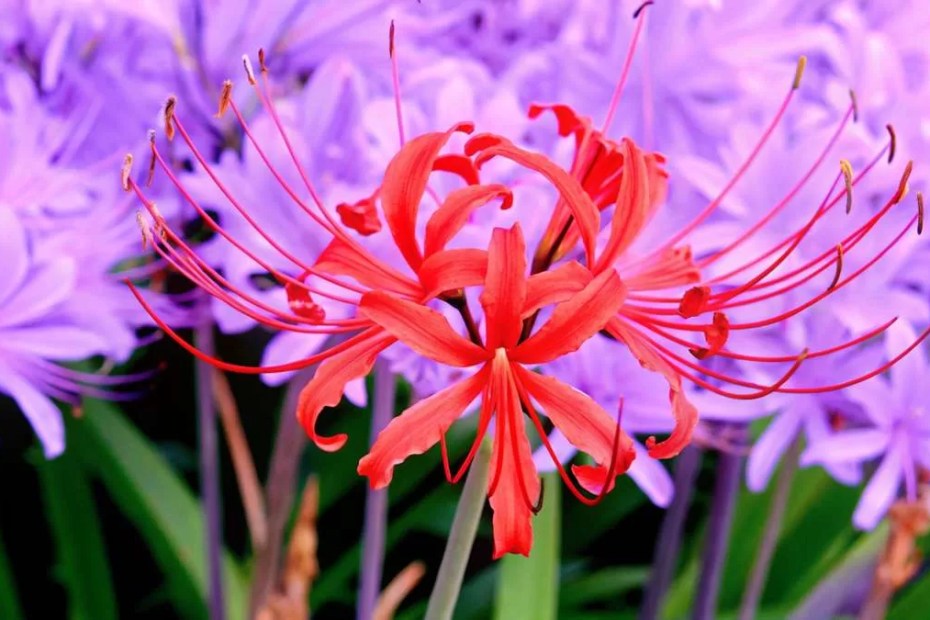 Lenda lírio aranha vermelho