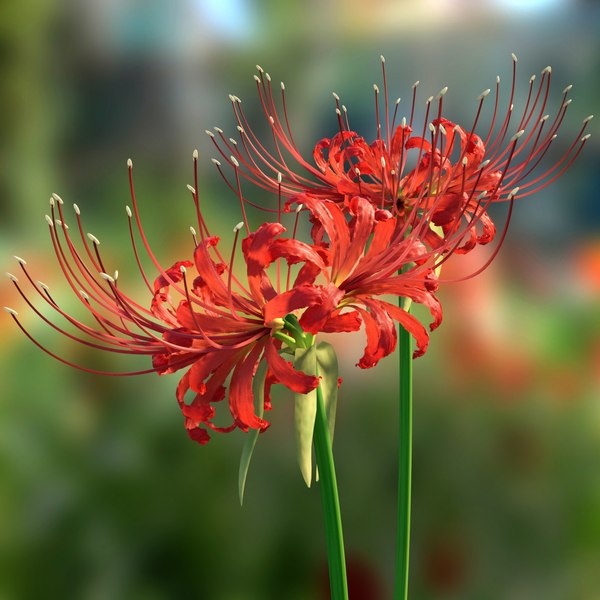erros comuns no cultivo de lírio aranha vermelho