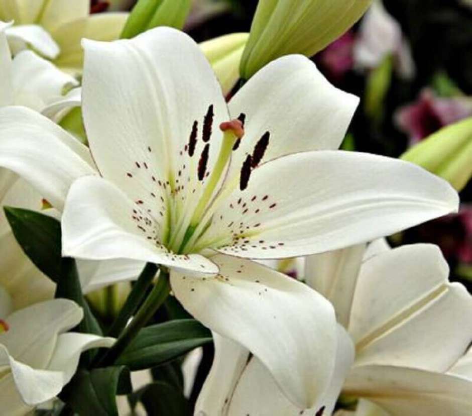 erros comuns ao cuidar de lírio branco