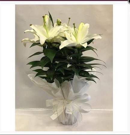 preço lírio branco atacado