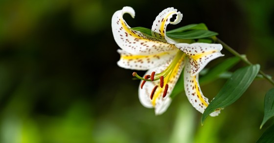 erros comuns ao cuidar de lírio branco