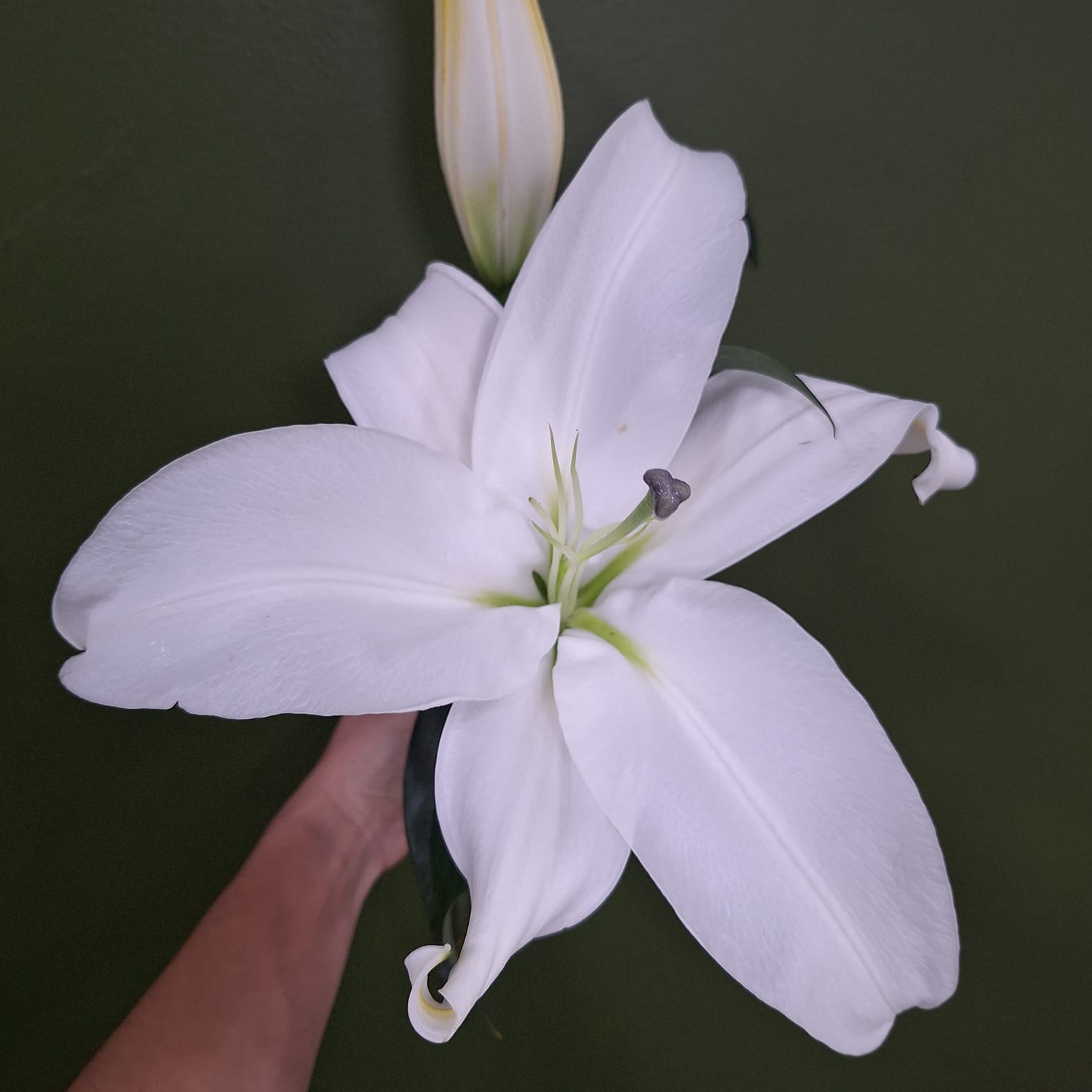 lírio branco vs rosa branca significado