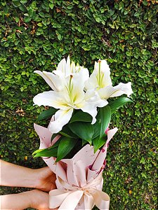 como fazer lírio branco florescer em vaso