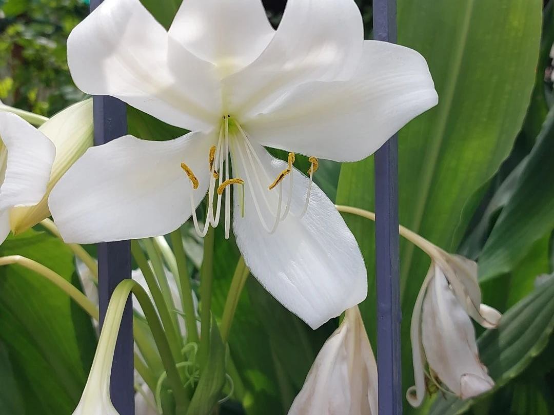 erros comuns ao cuidar de lírios brancos em vaso