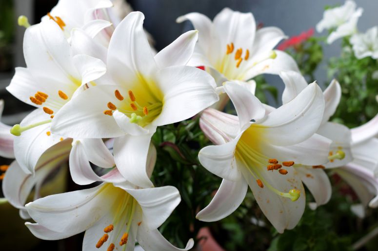 significado espiritual lírio branco para paz interior