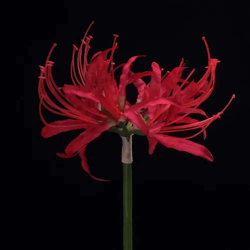 Flor de outono vermelha