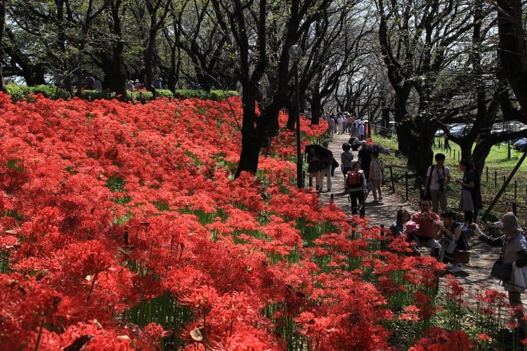 Flor de aranha vermelha