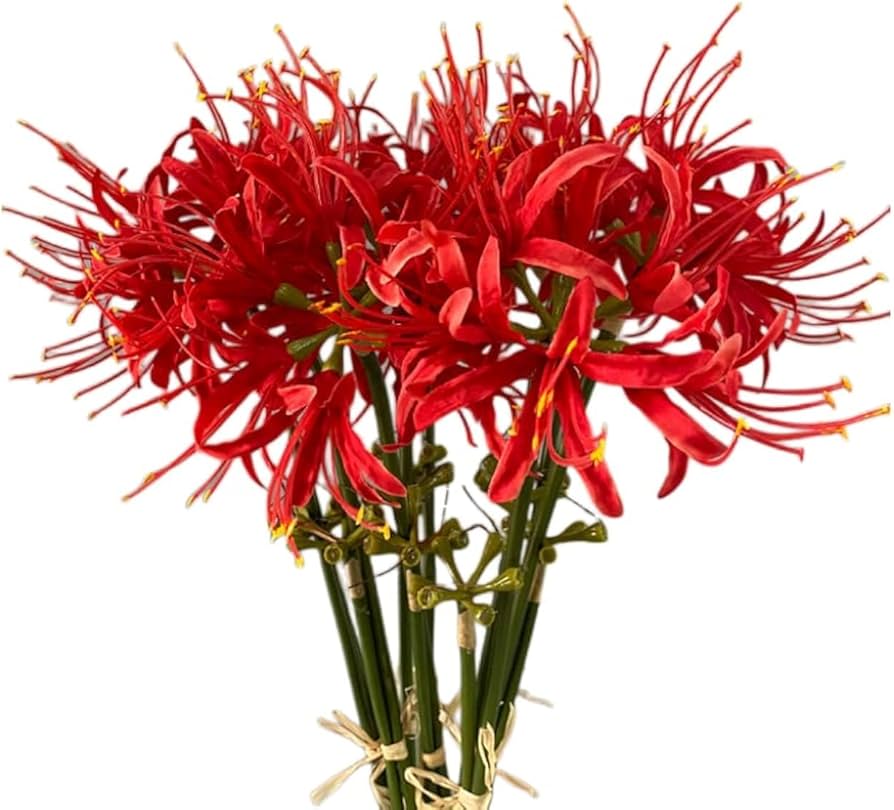 Cuidados com Lycoris radiata