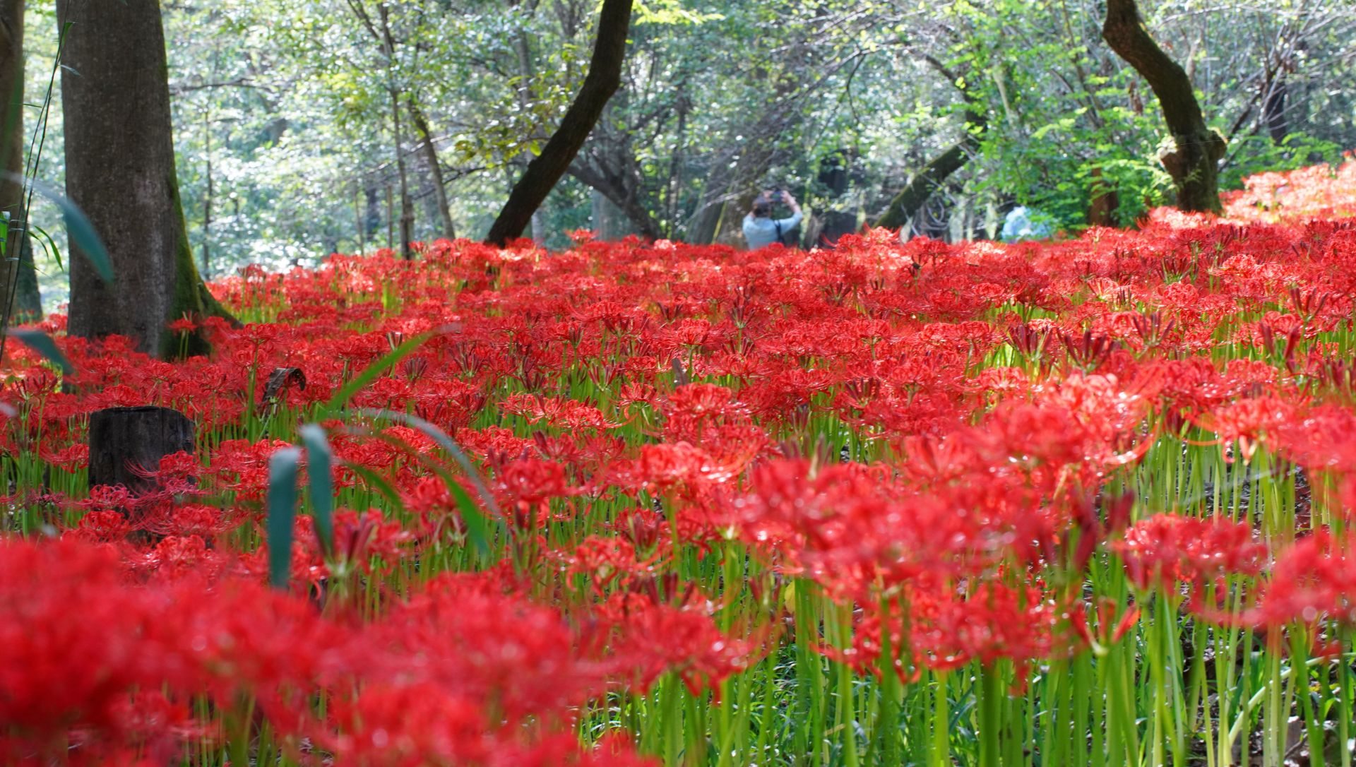 Flor de cemitério vermelha