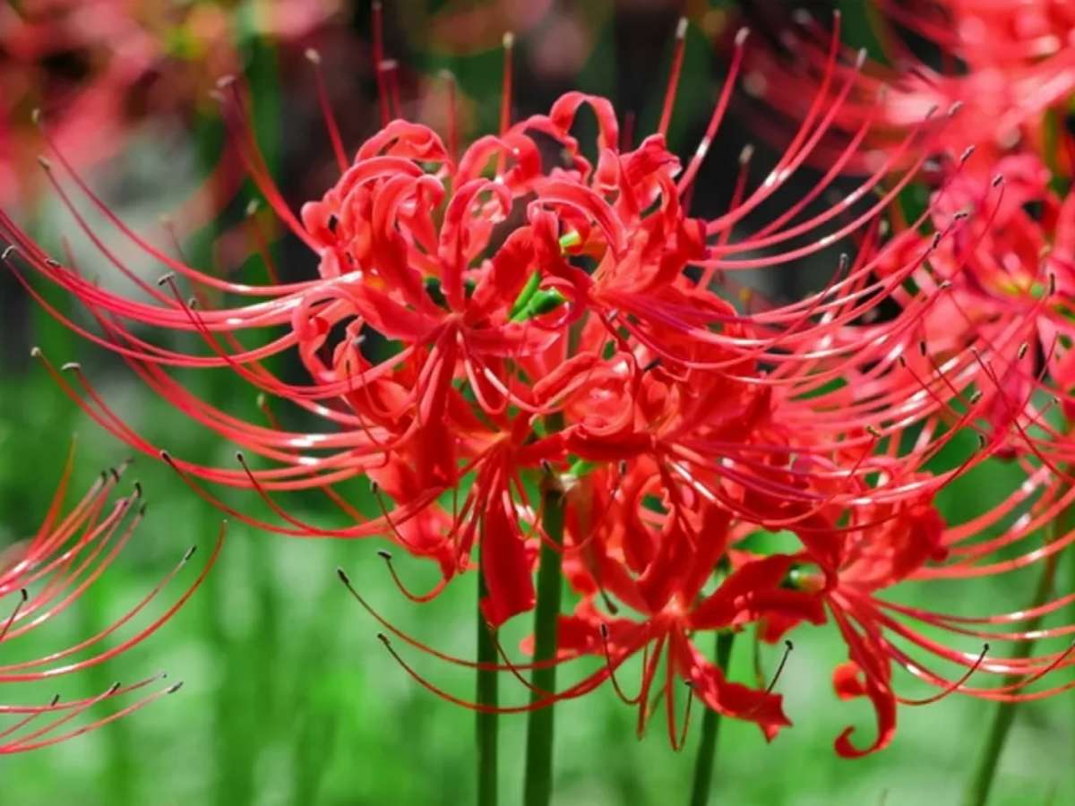 Cuidados com Lycoris radiata