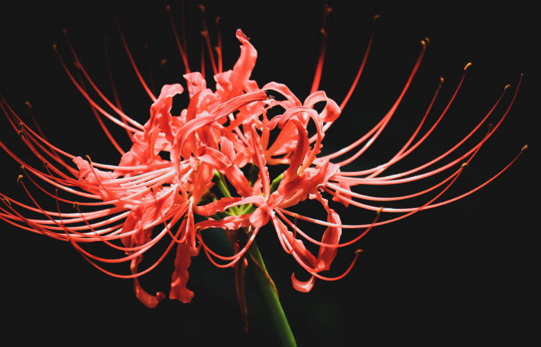 Cultivo de lírio da aranha