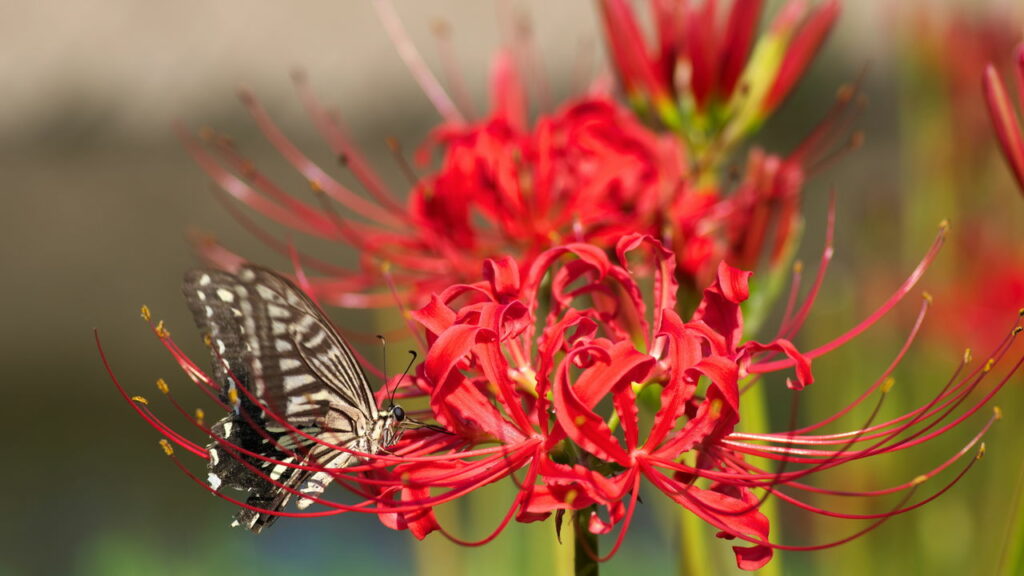 Propagação de Lycoris radiata