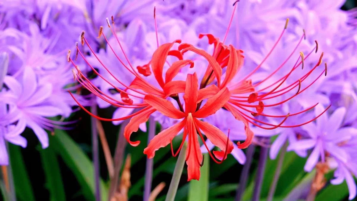 Significado do lírio da aranha vermelho