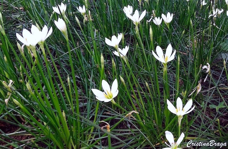 Zephyranthes candida cultivo