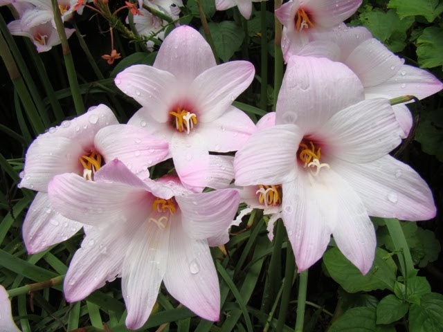 Zephyranthes rosea cuidados