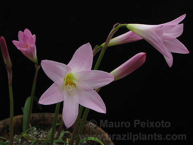 Zephyranthes flavissima adubação