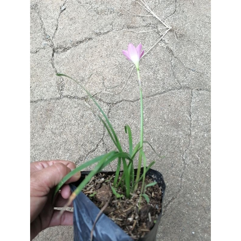 Jardinagem para iniciantes plantas bulbosas