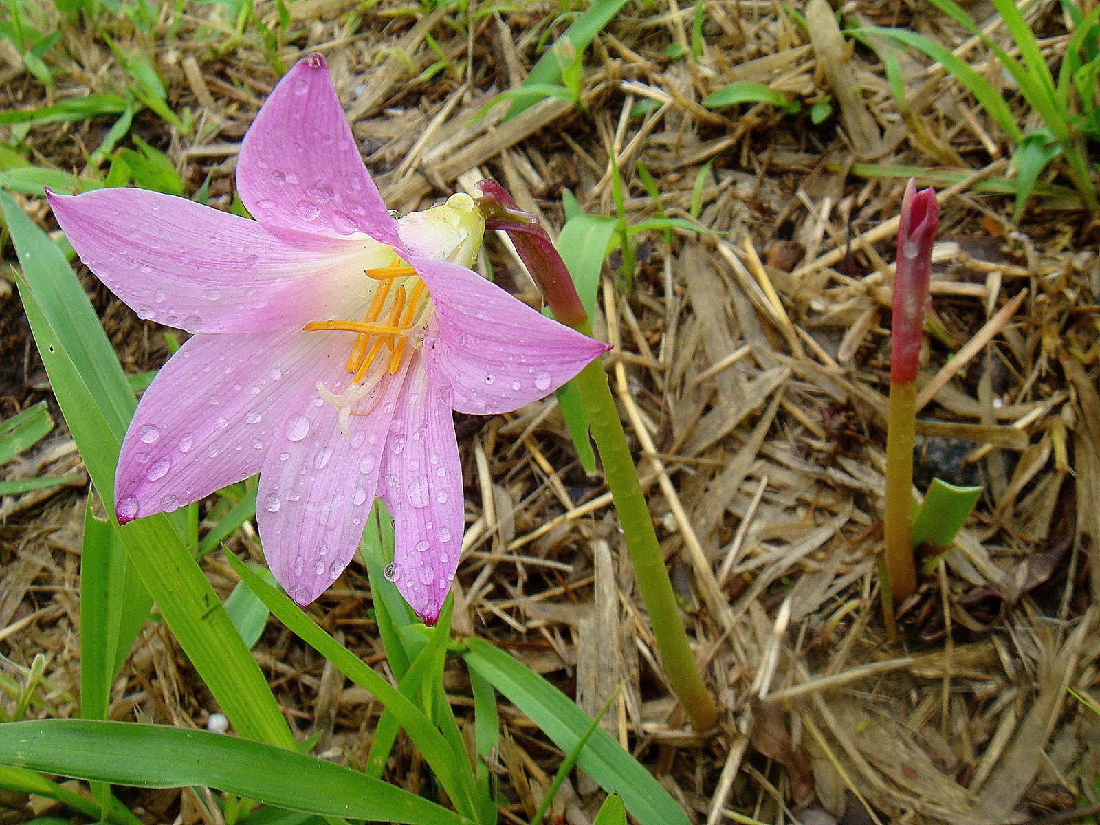 Lírio da chuva lilás