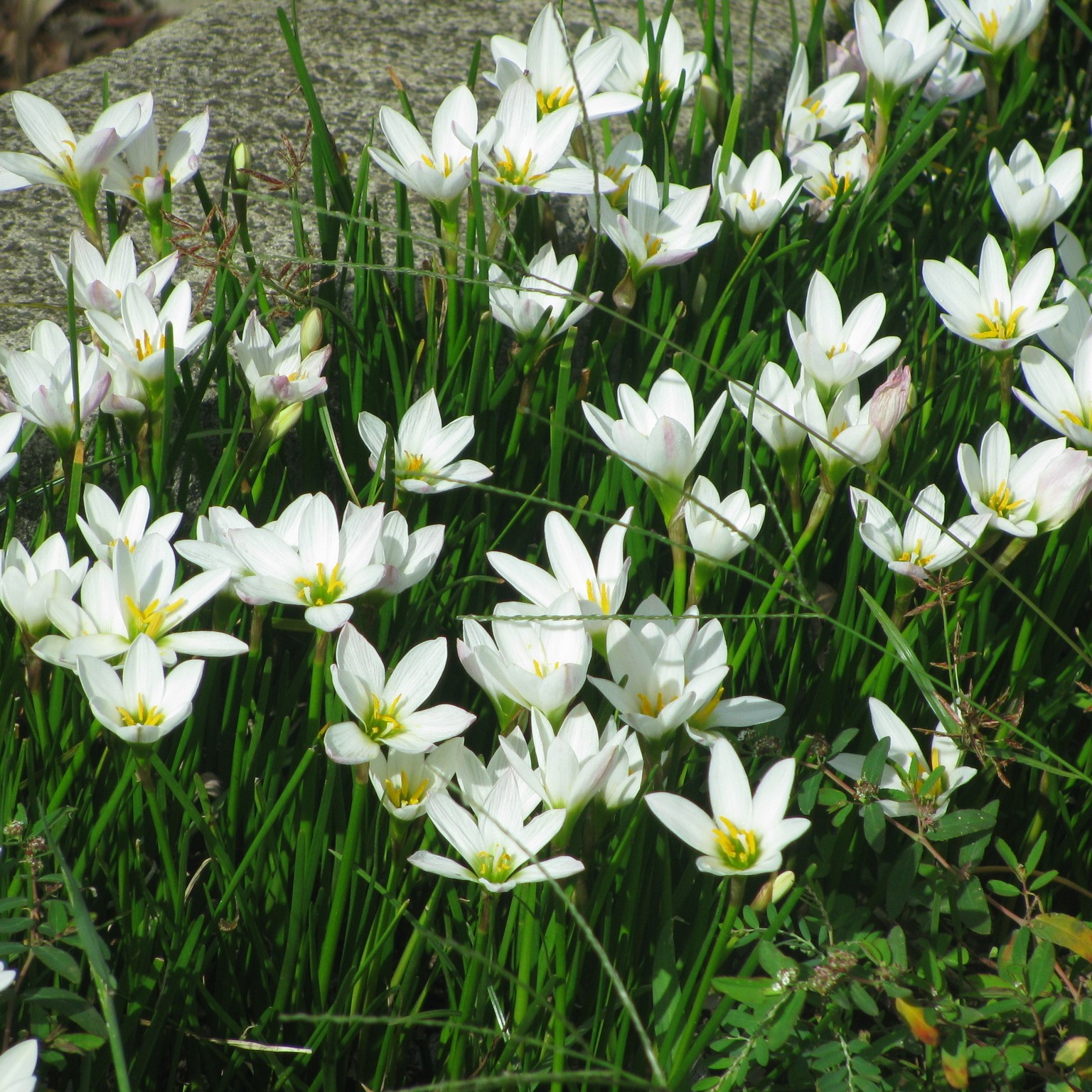Zephyranthes candida cultivo