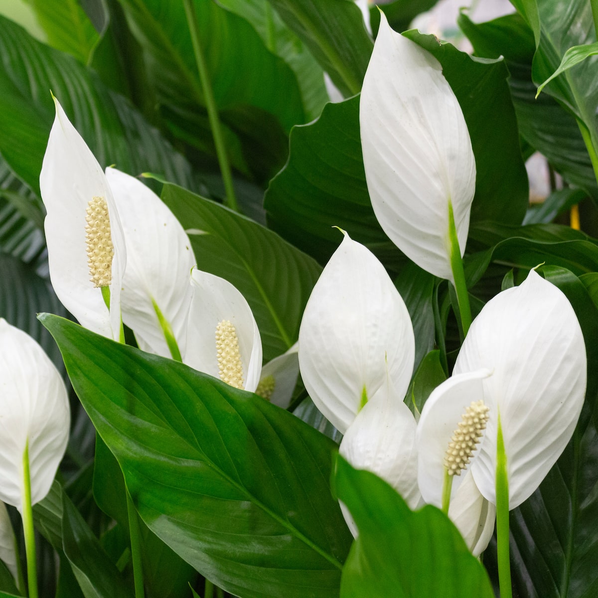 Cuidados com plantas venenosas