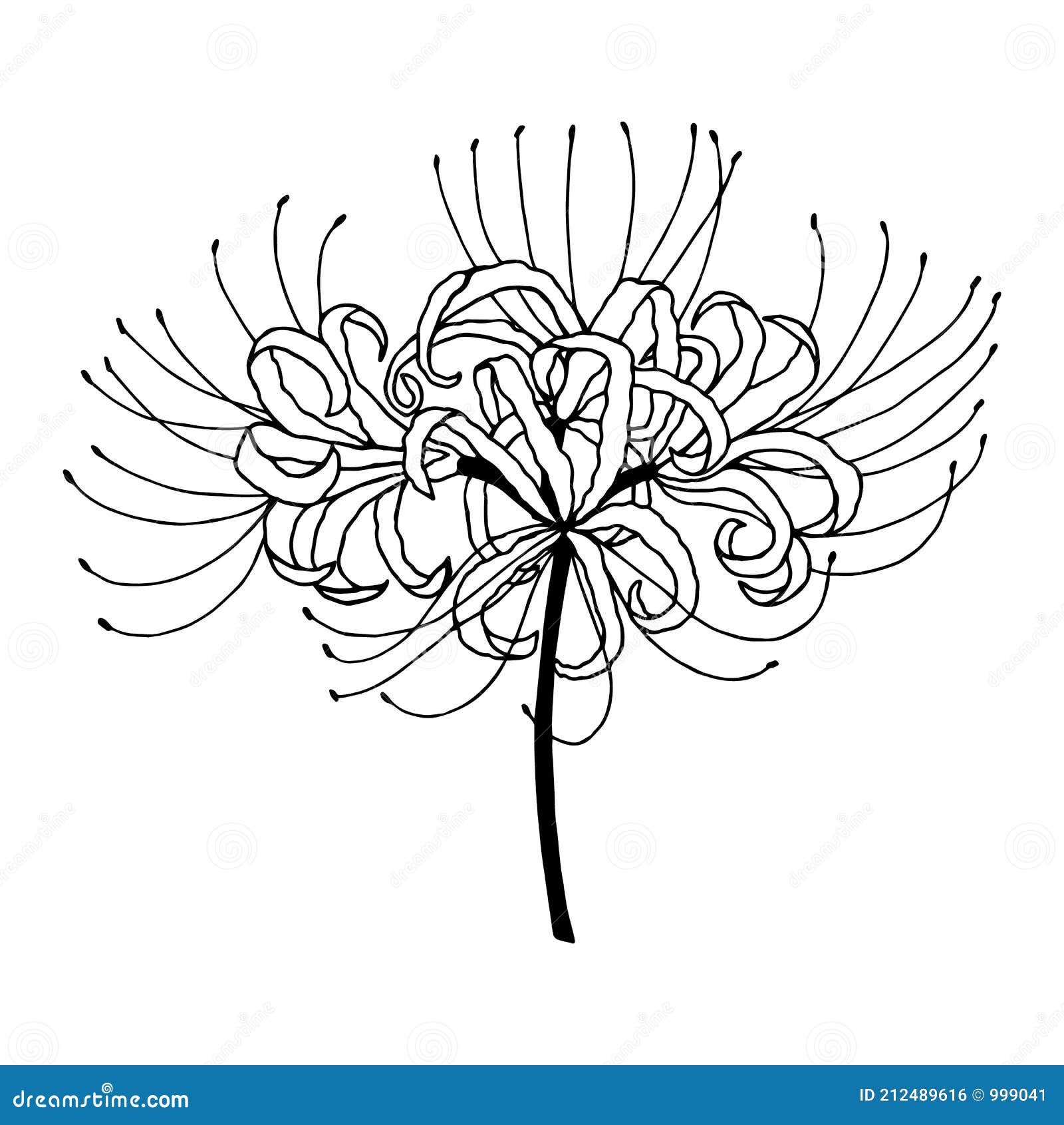 Riscos do lírio da morte