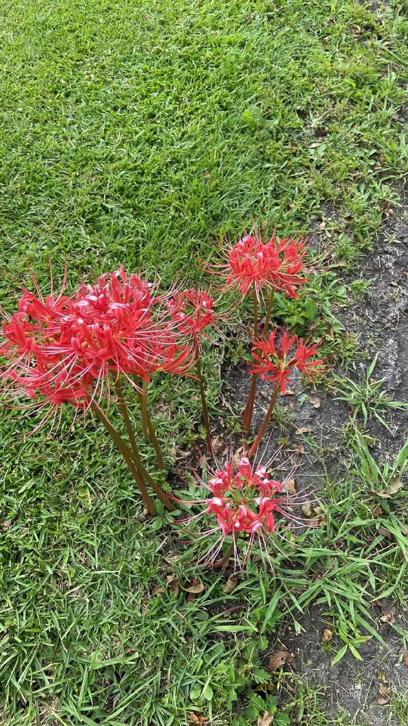 Primeiros socorros para intoxicação vegetal