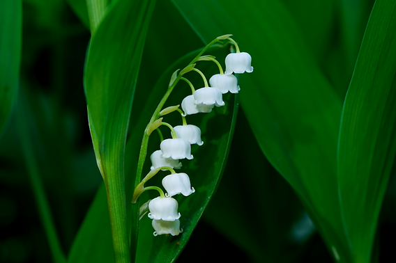 Sintomas de envenenamento por plantas